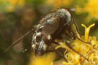 Tachinidae(Fa) sp006 flower